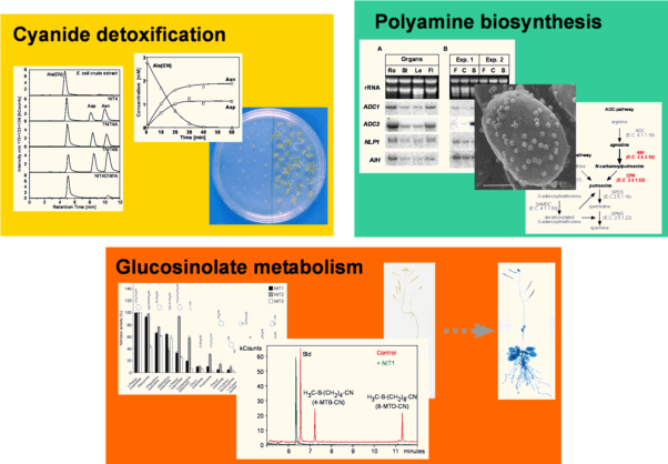 Cyanide detoxification, Polyamine biosynthesis, Glucosinolate metabolism
